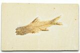 Fossil Fish (Amphiplaga) - Uncommon Species #329578-1